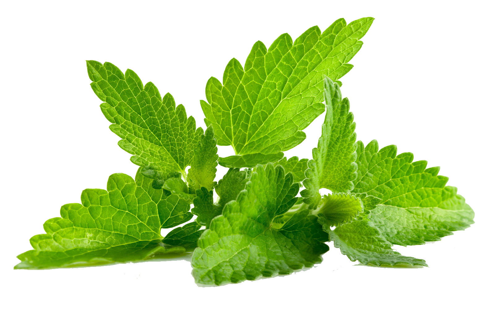 Fresh Mint Leaves Isolated