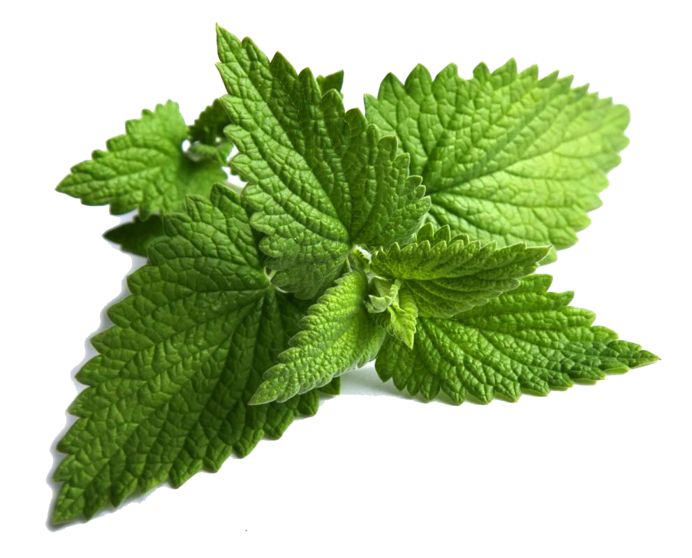 Fresh Mint Leaves Isolated.png