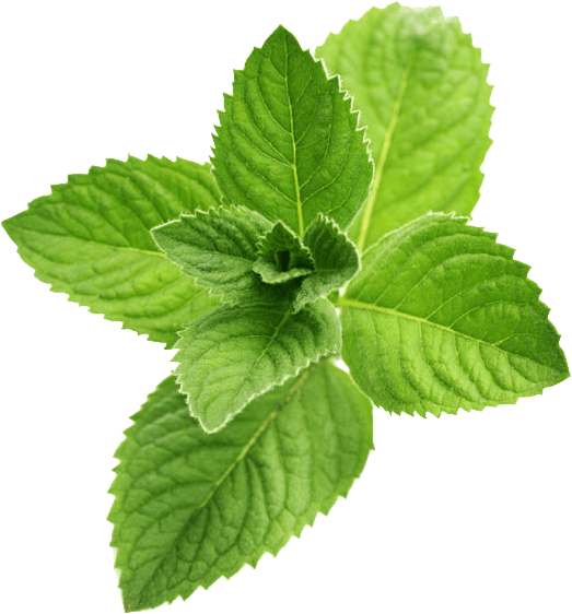 Fresh Mint Leaves Isolated.png