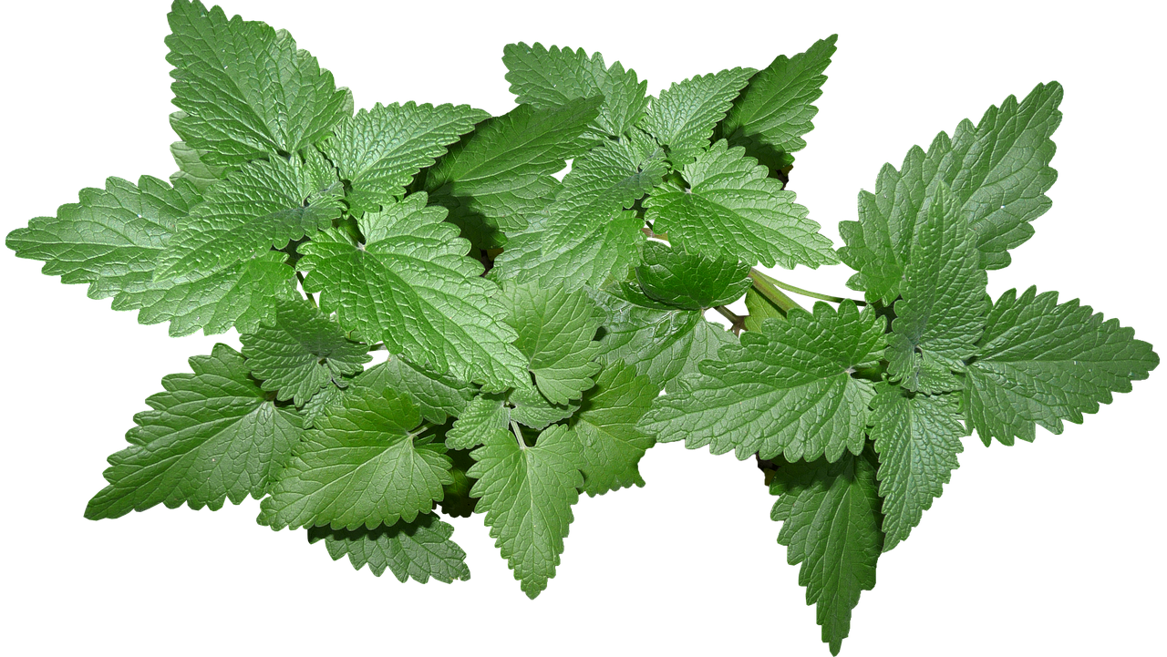 Fresh Mint Leaves Isolated.png