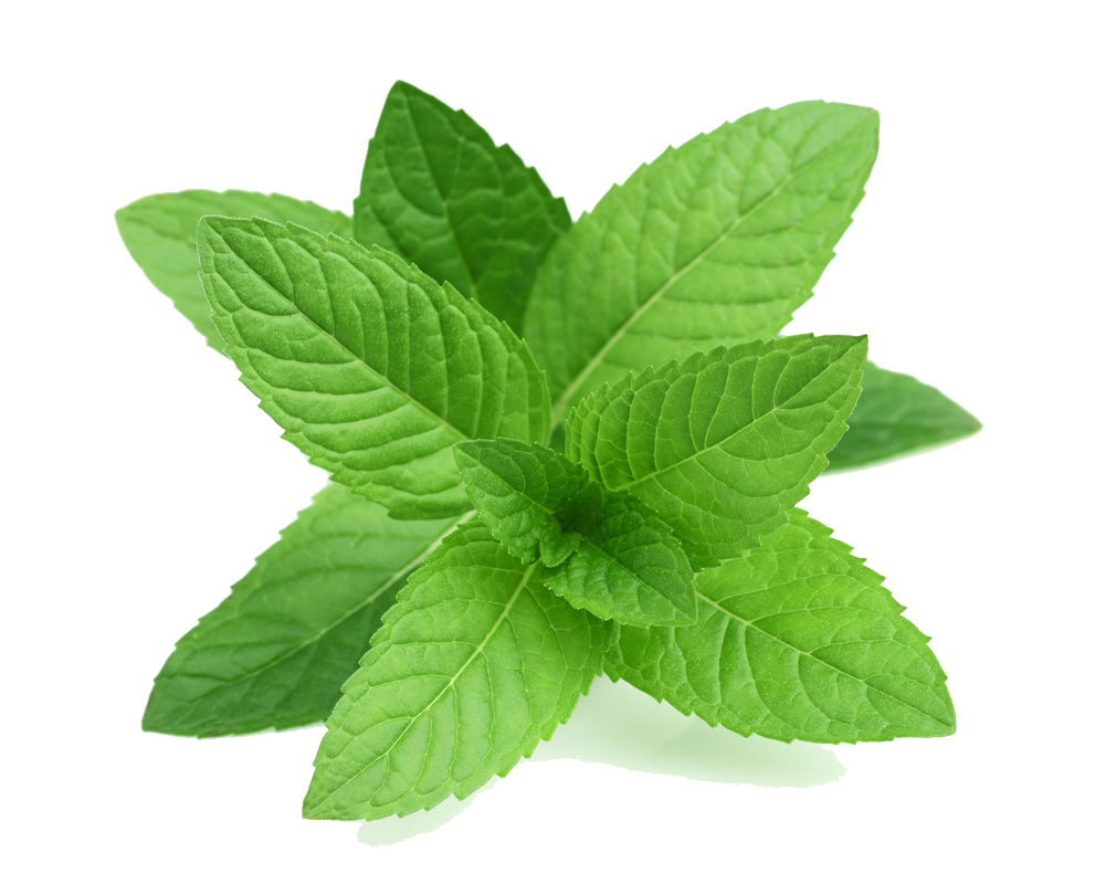 Fresh Mint Leaves Isolated.png