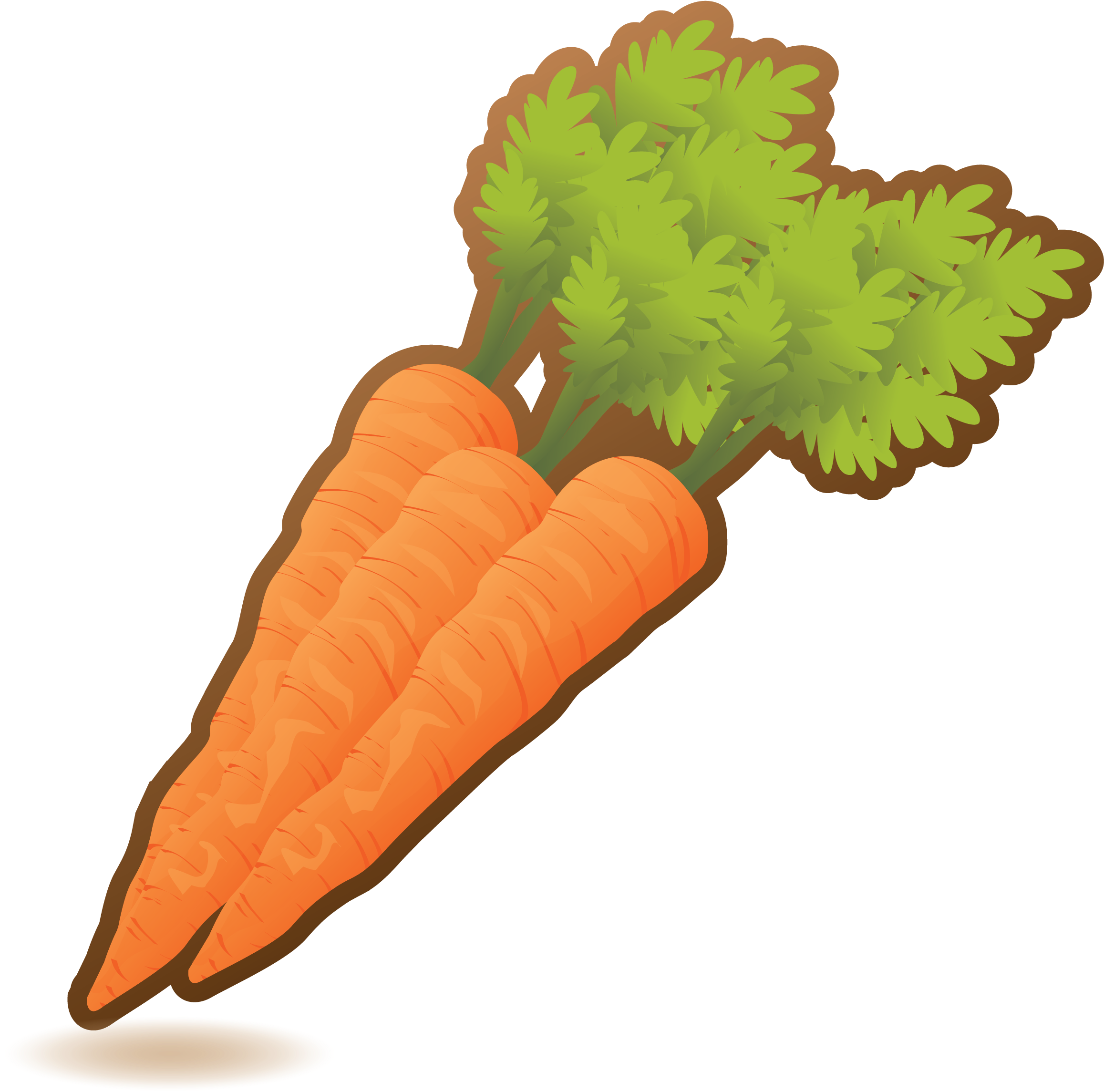 Fresh Organic Carrots Illustration