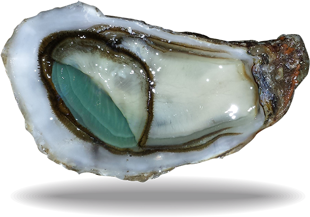 Fresh Oysteron Half Shell