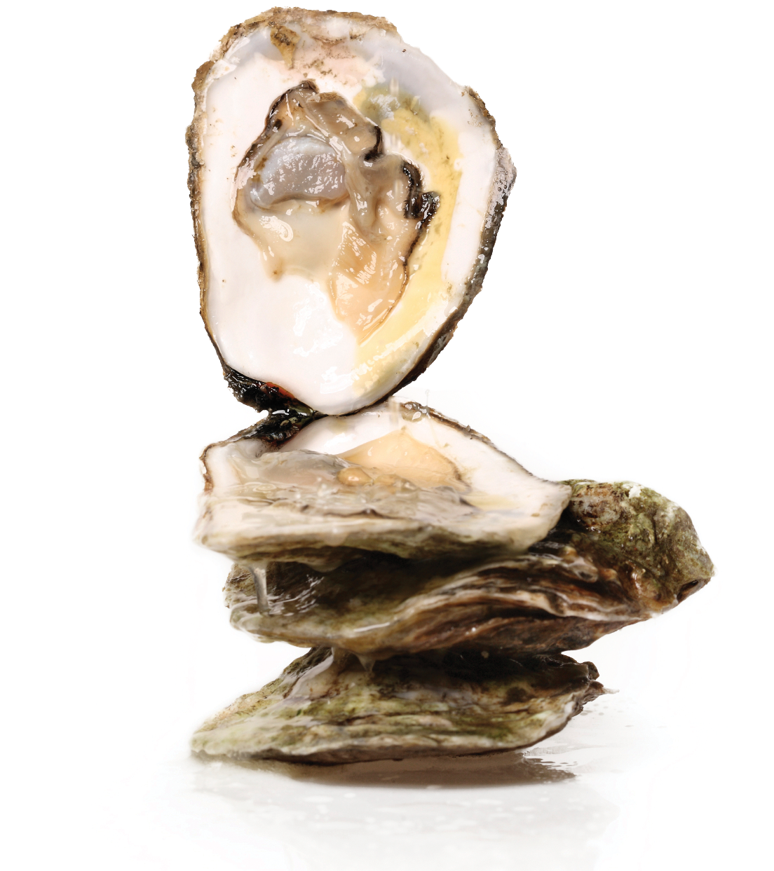 Fresh Oysteron Half Shell