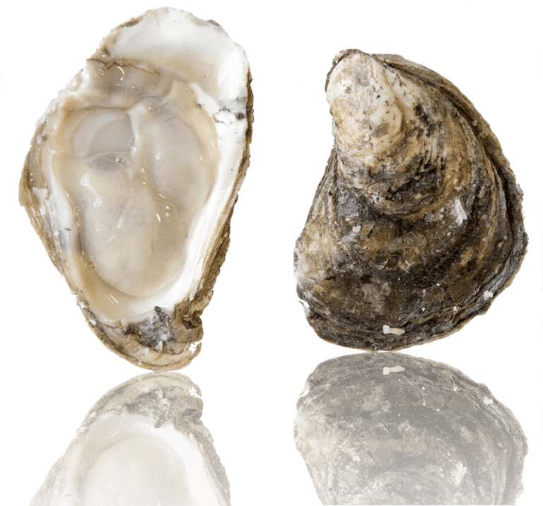 Fresh Oysters Top Bottom View