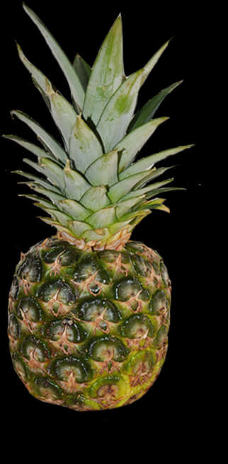 Fresh Pineapple Black Background