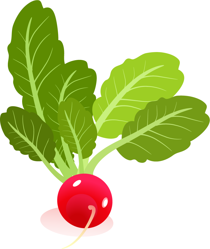 Fresh Red Radish Illustration