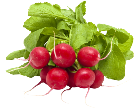 Fresh Red Radishes Bunch.png