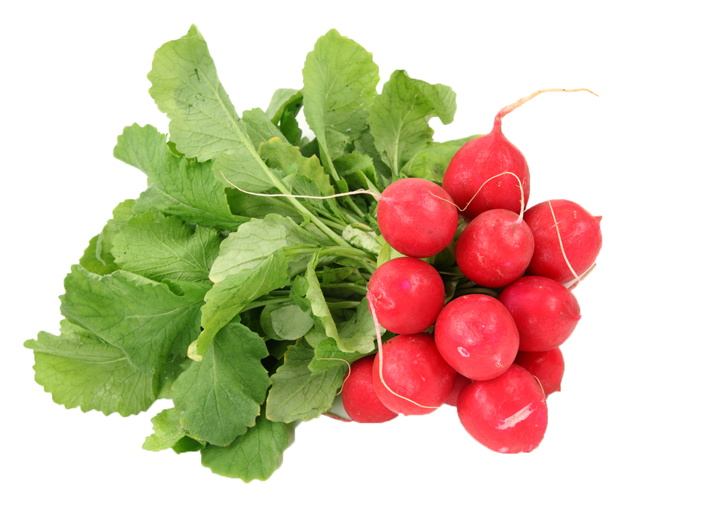 Fresh Red Radishes Bunch