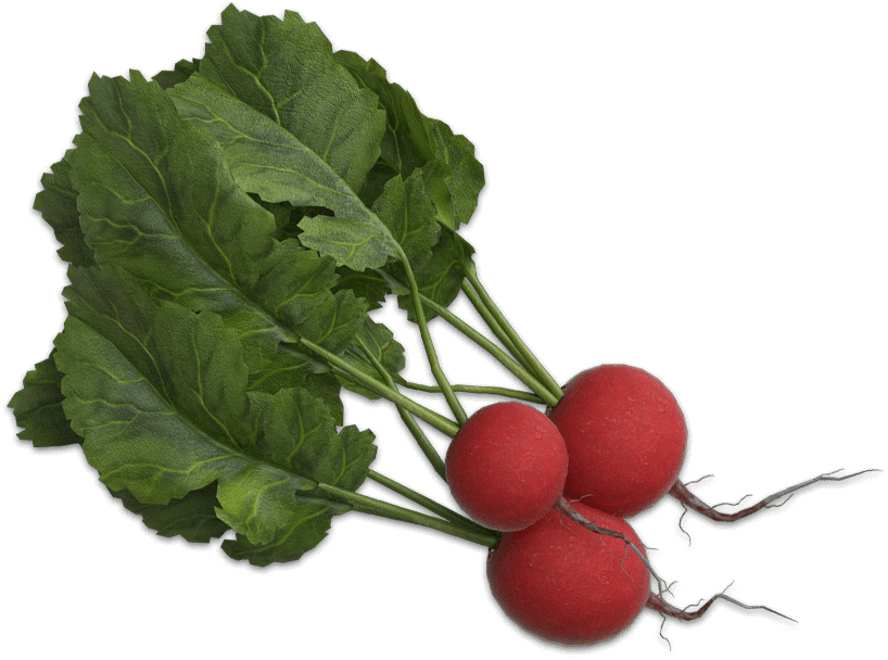 Fresh Red Radisheswith Greens.png