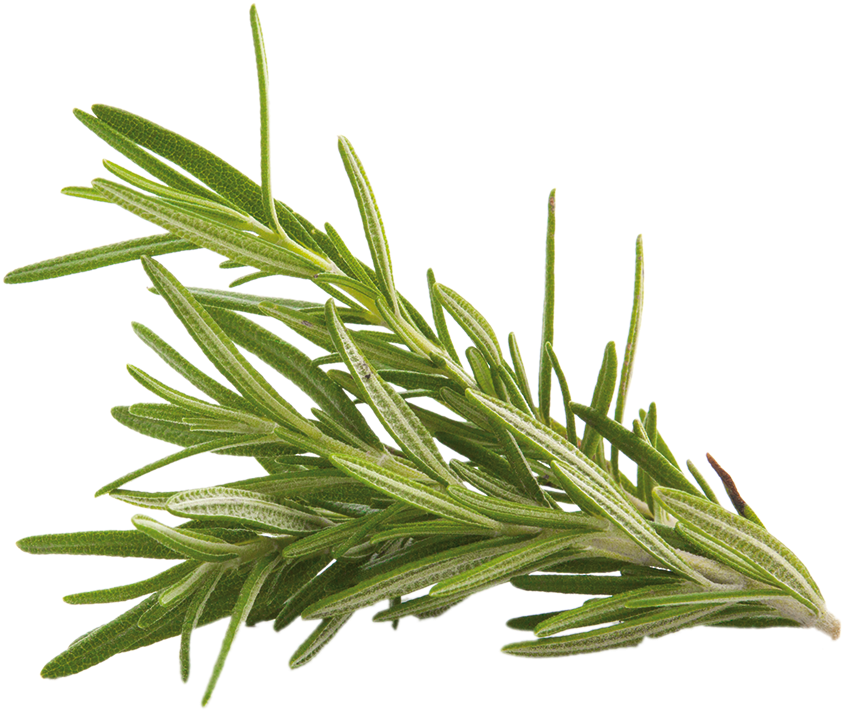 Fresh Rosemary Sprig.png