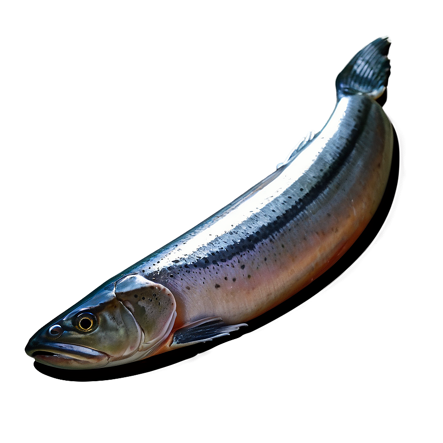 Fresh Salmon Png Ahv73