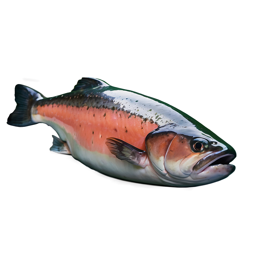 Fresh Salmon Png Aww58