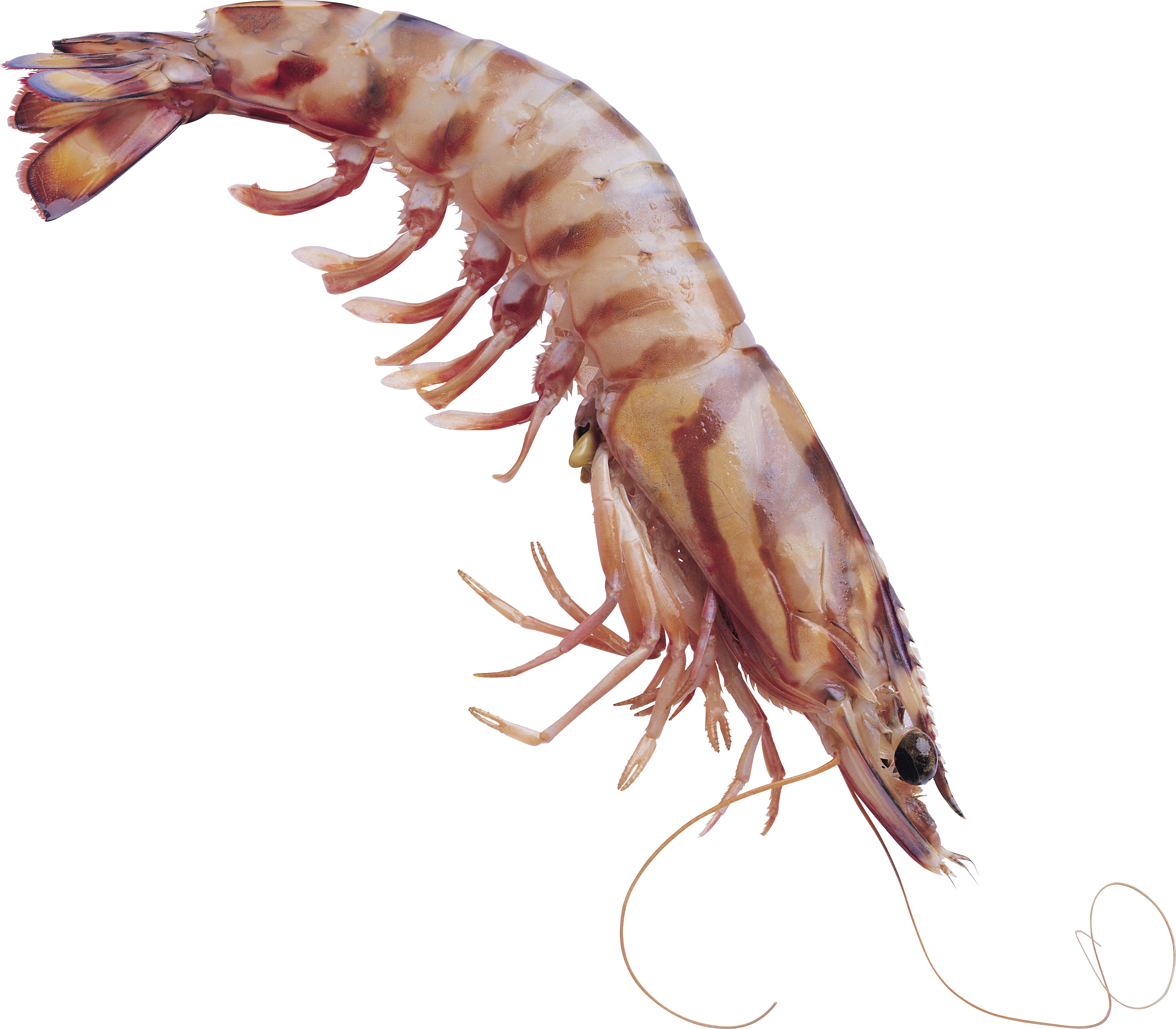 Fresh Shrimp Isolatedon Transparent Background