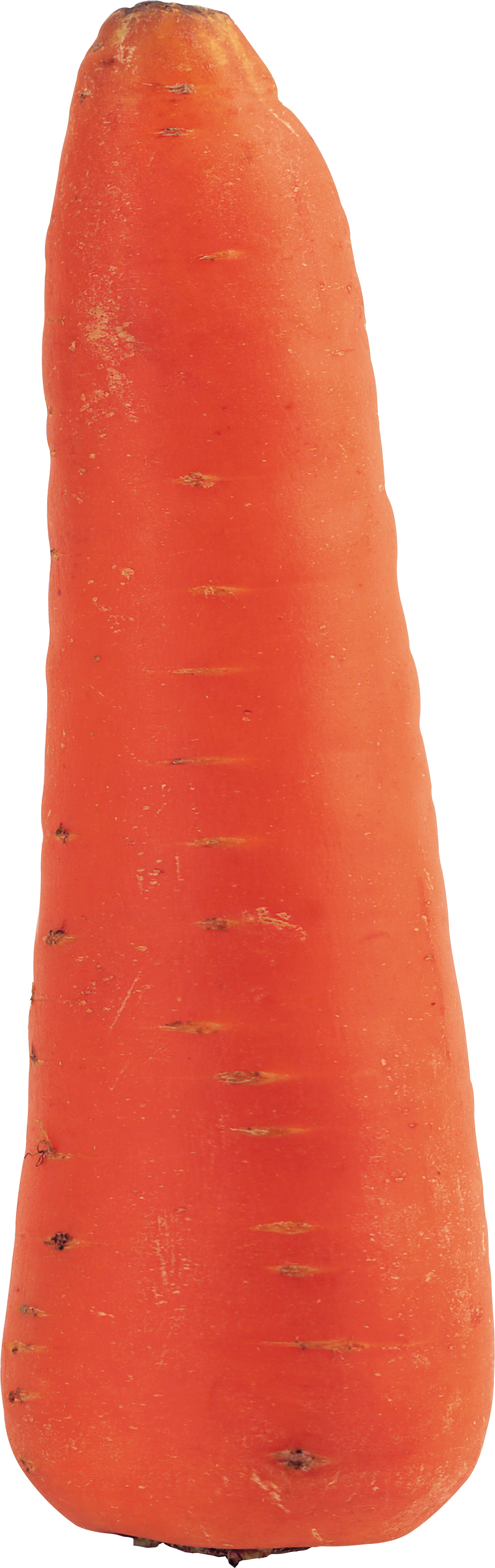 Fresh Single Carrot Isolated