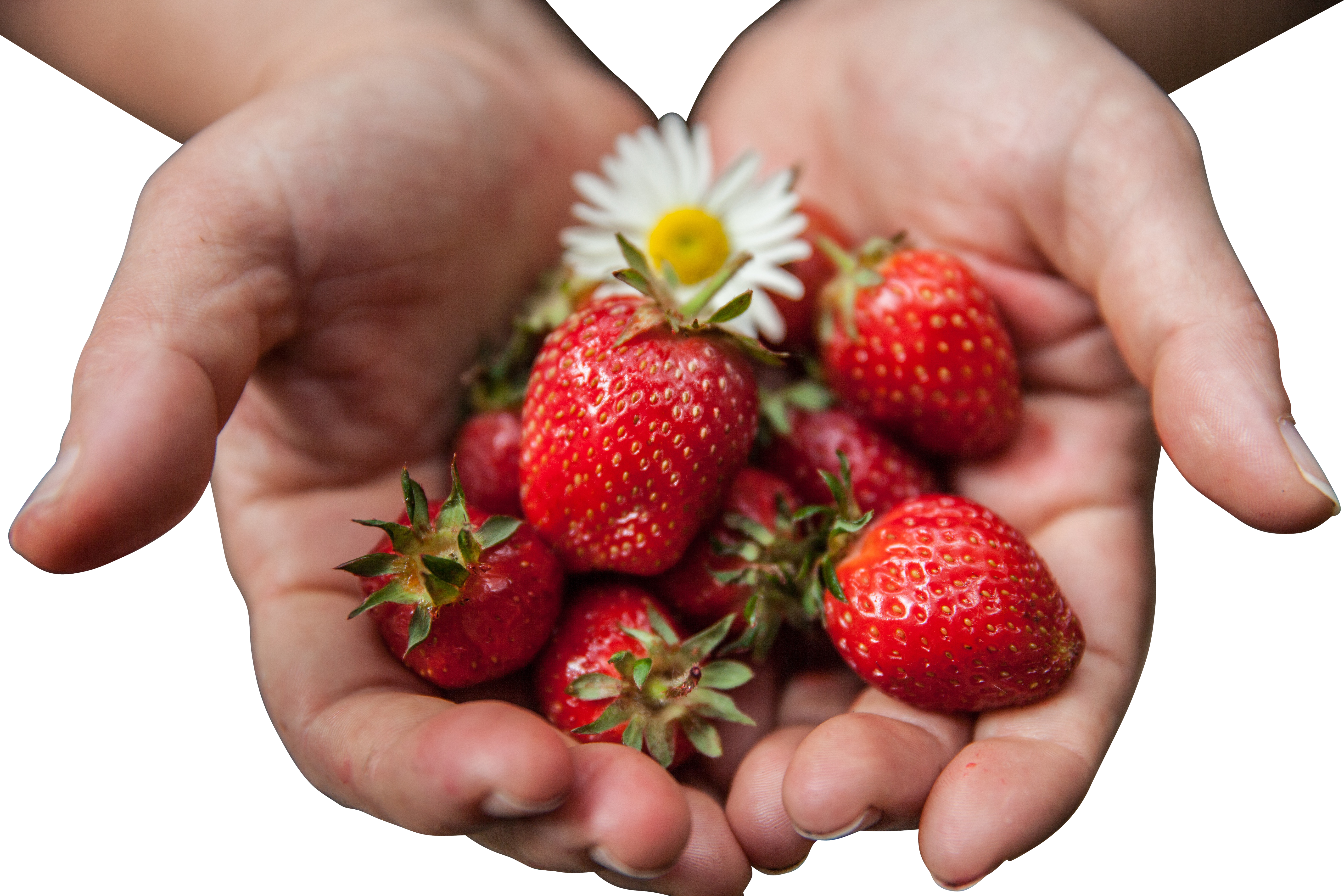 Fresh Strawberriesin Handswith Daisy.jpg