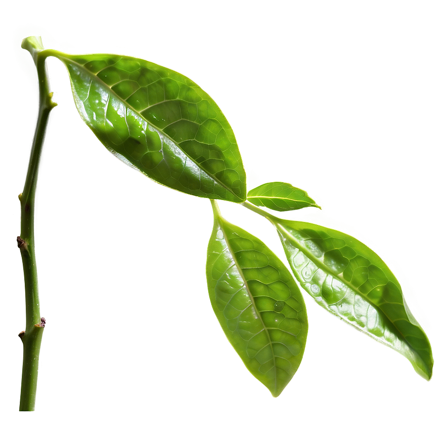 Fresh Tea Leaf Png Bkl30