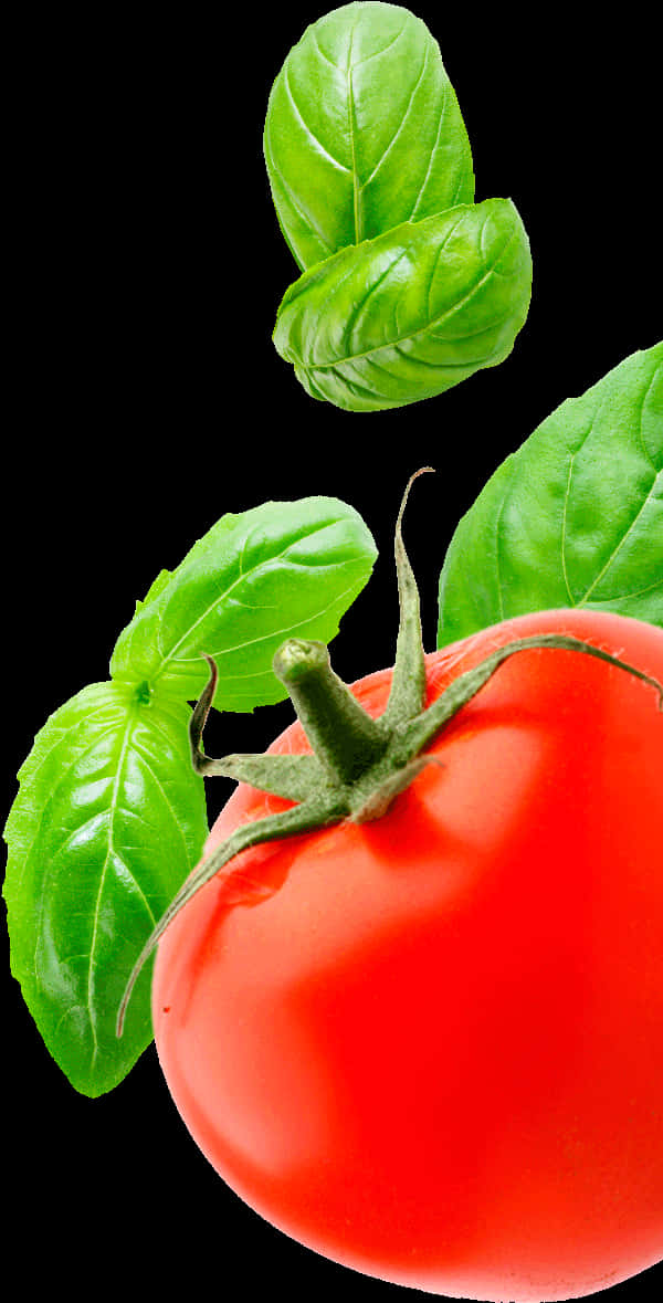 Fresh Tomatoand Basil Leaveson Black Background.jpg