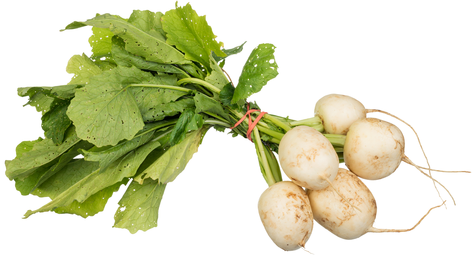 Fresh Turnips Bunch Green Leaves