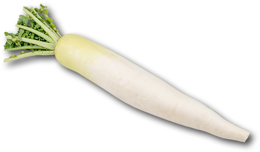 Fresh White Daikon Radish