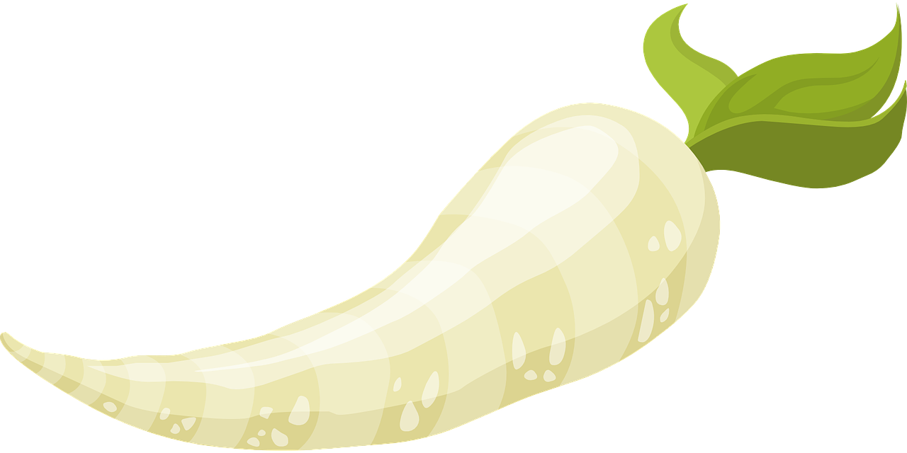 Fresh White Radish Illustration.png