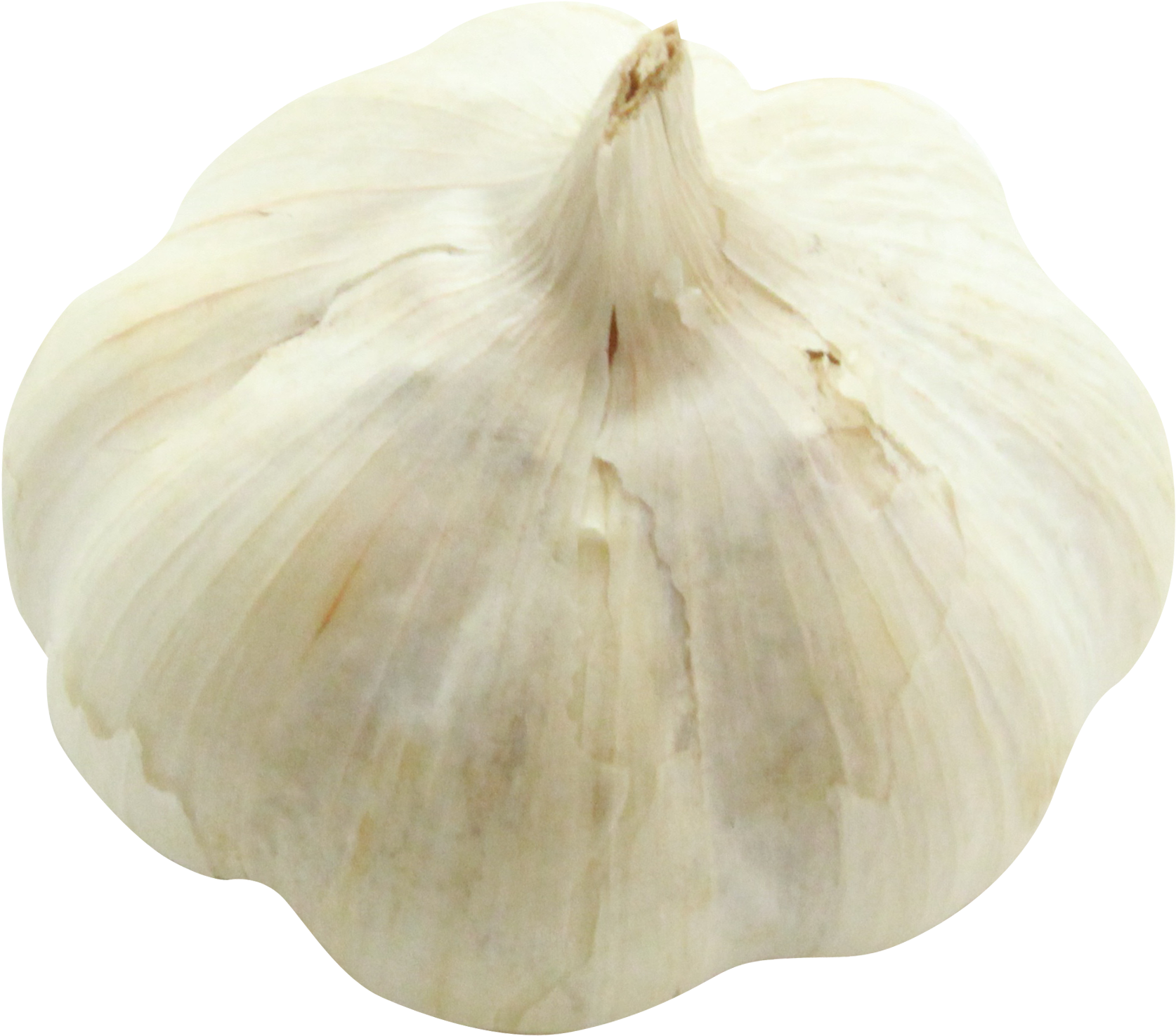 Fresh Whole Garlic Bulb