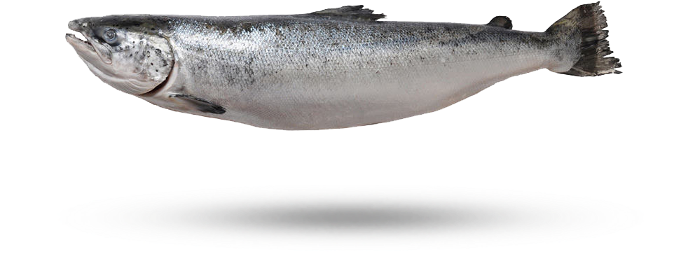 Fresh Whole Salmon Isolated