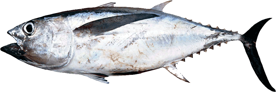 Fresh Whole Tuna Fish