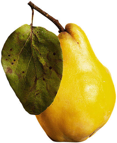 Fresh Yellow Guava Fruit