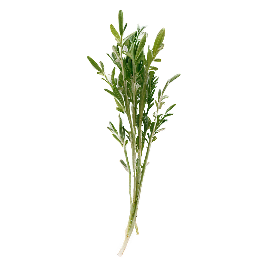 Freshly Cut Herb Png Hjt65