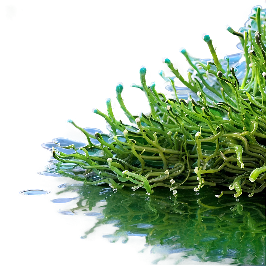 Freshwater Algae Image Png 06212024