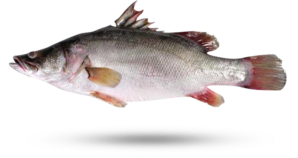 Freshwater Carp Side View.png
