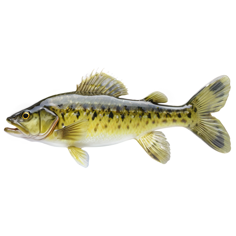 Freshwater Walleye Png Afl