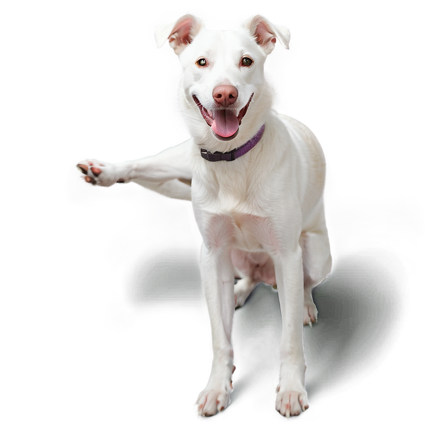 Friendly White Dog Png Mfm52