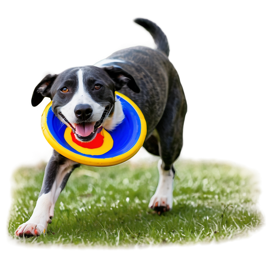 Frisbee Dog Competition Png Nhq95