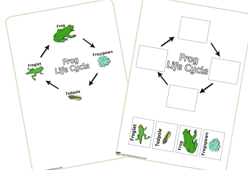 Frog Life Cycle Educational Chart