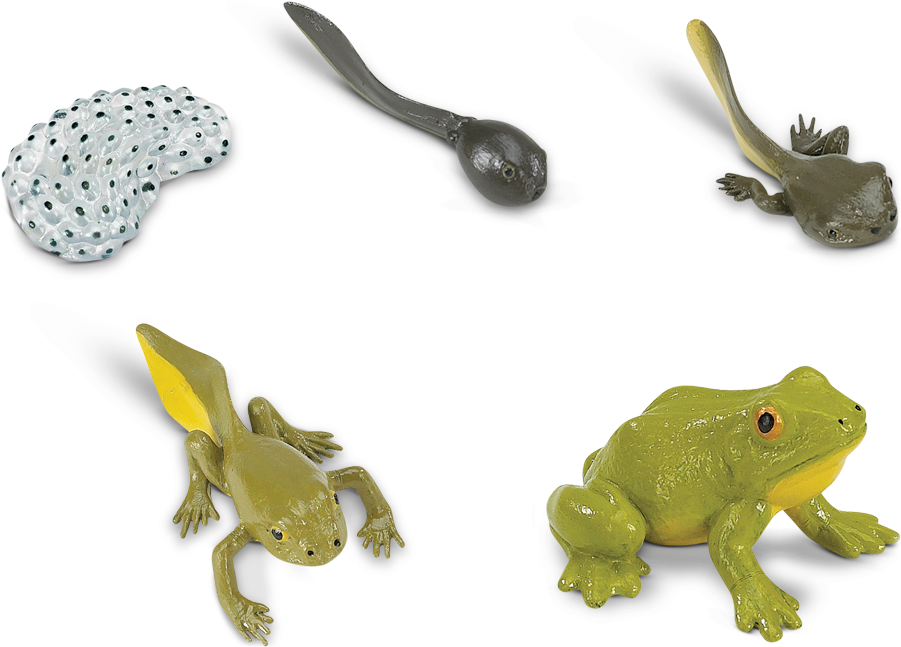 Frog Life Cycle Stages