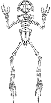 Frog Skeleton Illustration