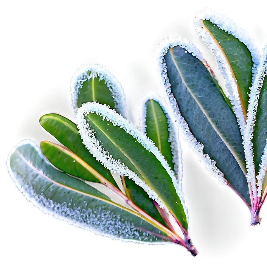 Frosted Eucalyptus Leaves Png Lcr