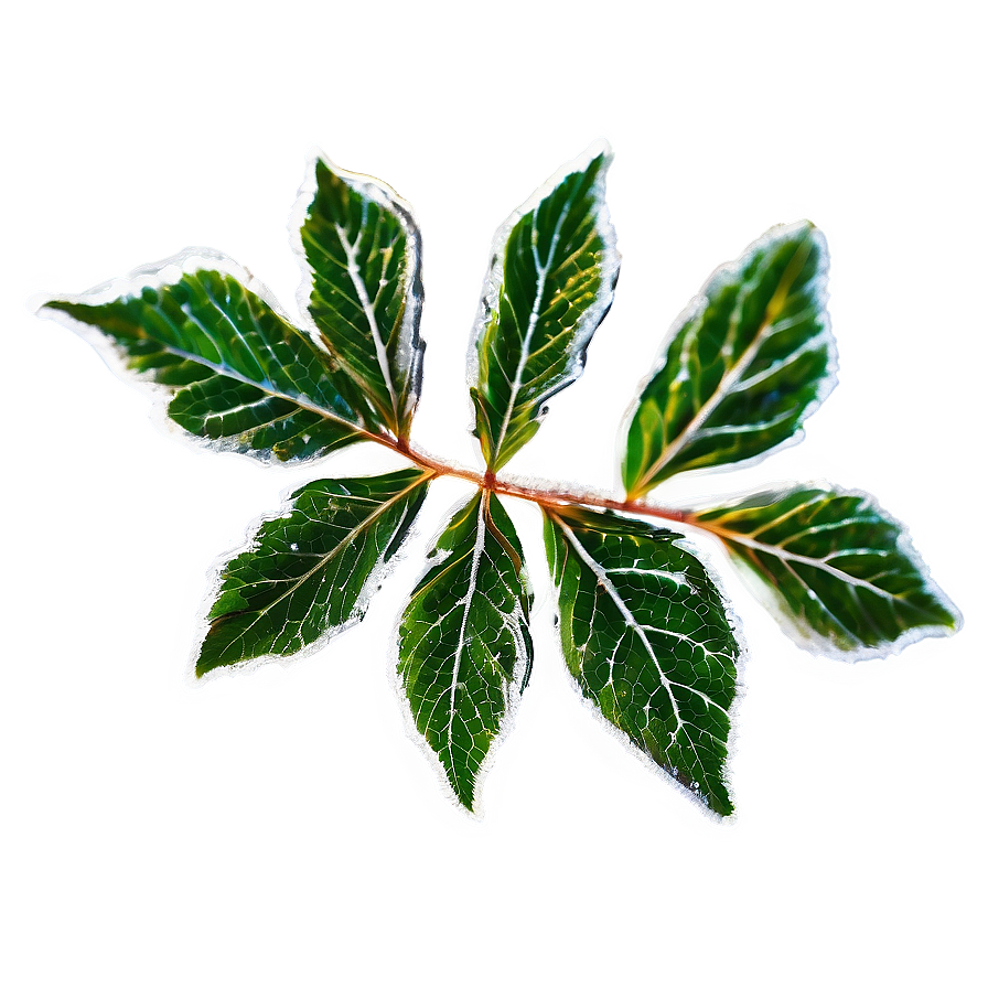 Frosted Leaf Png Efx