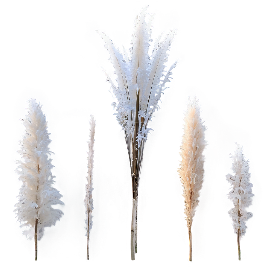 Frosted Pampas Grass Png 06122024