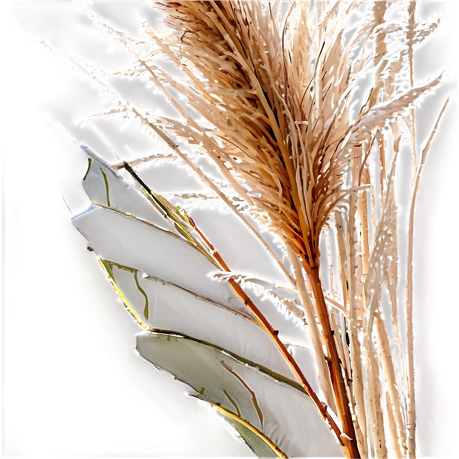 Frosted Pampas Grass Png Wqu