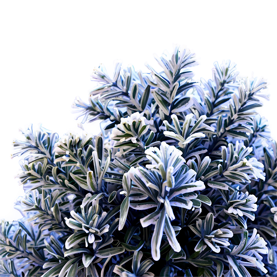 Frosty Shrub Png Mgl