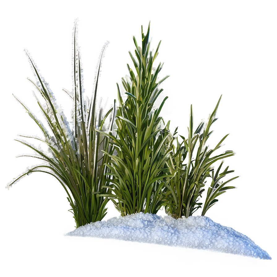 Frosty Wild Grass Png 71