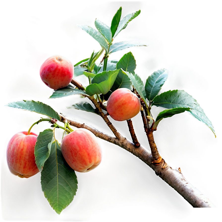 Fruit Tree Branches Png Ibs30