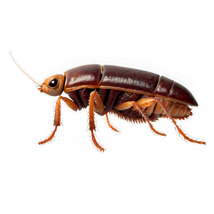 Funny Roach Png Xoa56