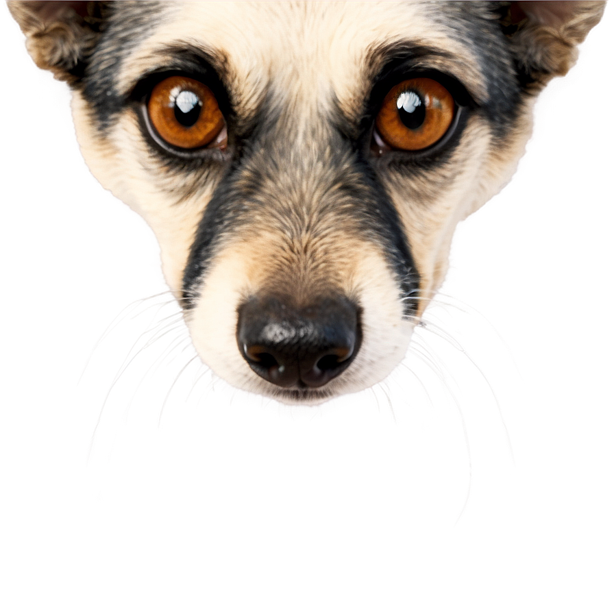 Furry Dog Nostrils Png Bfq99