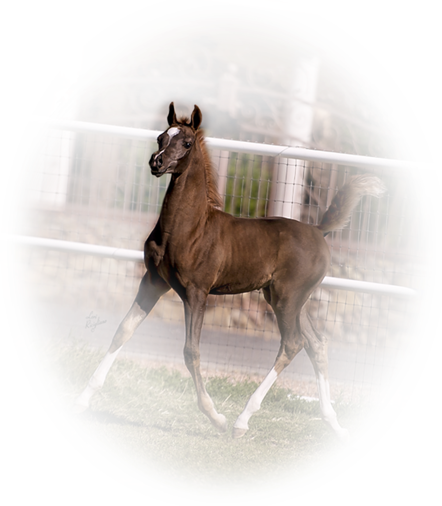 Galloping Bay Foal