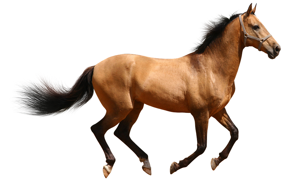 Galloping Brown Horse Transparent Background.png