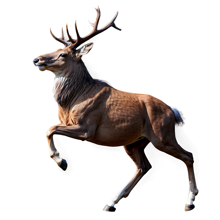 Galloping Stag Png 11